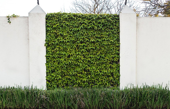 Wall Greening
